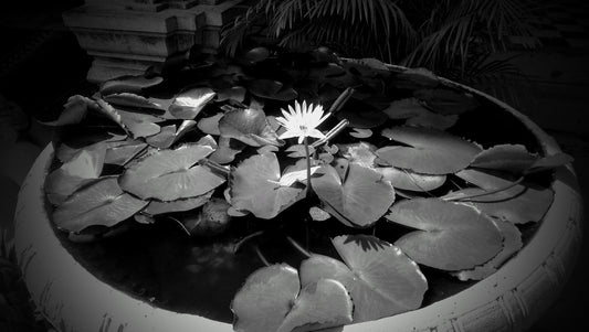 Black and white photo of white lotus, growing out of water, in a large pot, leaves floating on surface.