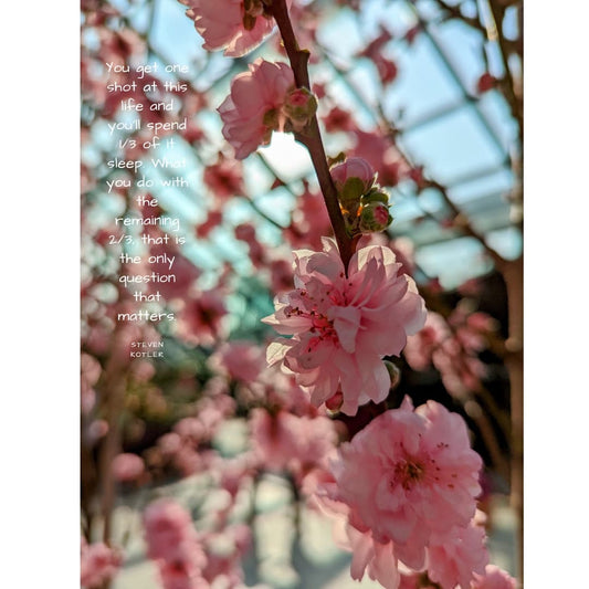 Cherry blossoms with sunset in background. Quote about living your life with purpose on the side.