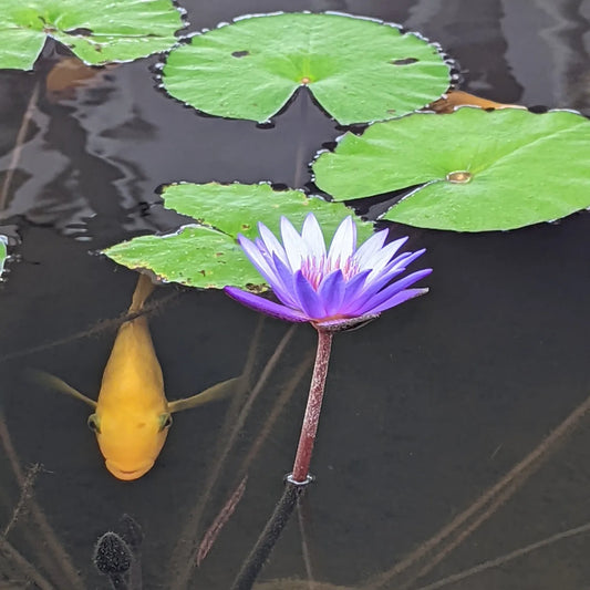 Picture of purple lotus in clear water with fish swimming to surface