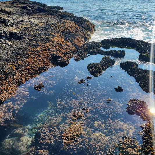 Picture of tide pool in northern California. Cali8Fold diving location