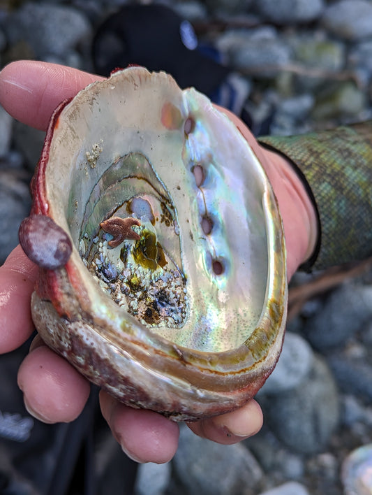 Up close view of abalone shell with small star fish on inside. Pulled from cove in Carmel