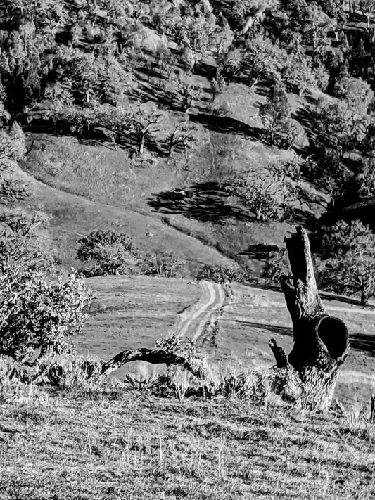 Black and white photo of rolling hills, trees in distance, closest frame is of a burned down tree, with a path nearby going into the distance. Cali8Fold