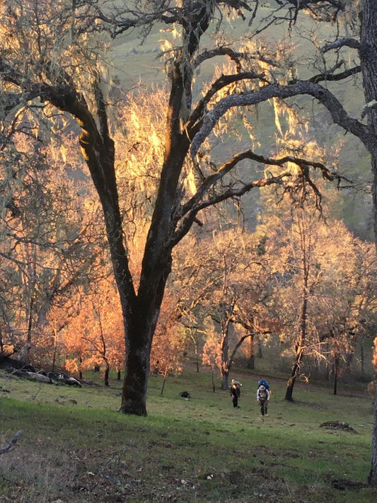 Two hikers walking up a hill at sunset. Trees glowing orange