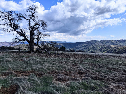 Burned down tree on a hill, surrounded by rolling hills, bumpy grass, and fluffy clouds in a blue sky