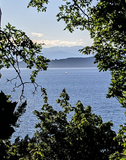 coastal location in Seattle for freedivers.  Trees in foreground, cove in background